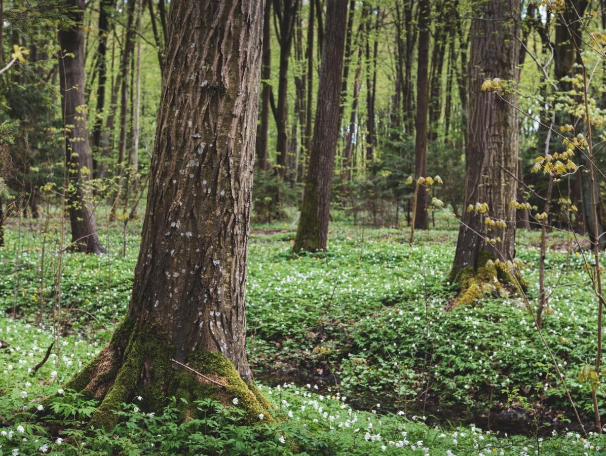 Lesna 21 Dom Poludnie Przy Puszcza Bialowieska Luka Екстер'єр фото